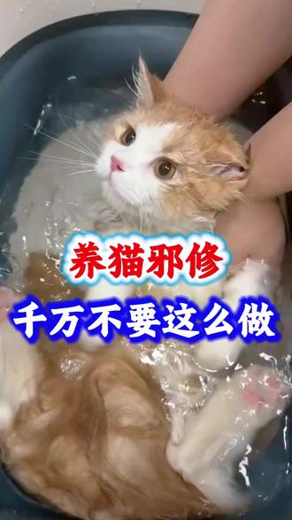 养猫邪修 养猫邪修千万不要这样做了#猫咪 #新手养猫 #养猫人 #养猫经验分享 #科学养宠攻略