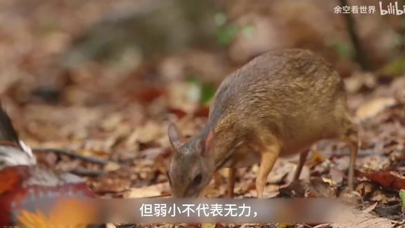 长得像老鼠、跑起来像兔子,嘴巴上还长獠牙——鼷鹿到底是什么神仙动物?#鼷鹿 #动物科普 #神奇动物 #大学生作业 #冷知识