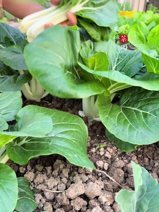 奶油小白菜,现在就可以种植#农业种植 #种菜 #蔬菜种子