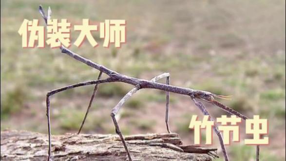 它就在你眼前,你却看不见——它是演化史上最极致的“隐身大师”#动物科普 #竹节虫 #一分钟知识科普 #昆虫 #伪装大师