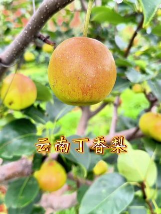 宝子们,一定要尝尝云南丁香梨呀!它还有个可爱的名字叫早白蜜哦!生长在云南这片神奇的土地上,独特的高原环境赋予了它别样的魅力。#三农 #应季水果 #果园实拍