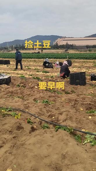 早起的鸟儿有虫吃,捡土豆也是要早啊,晚了就剩泥巴了