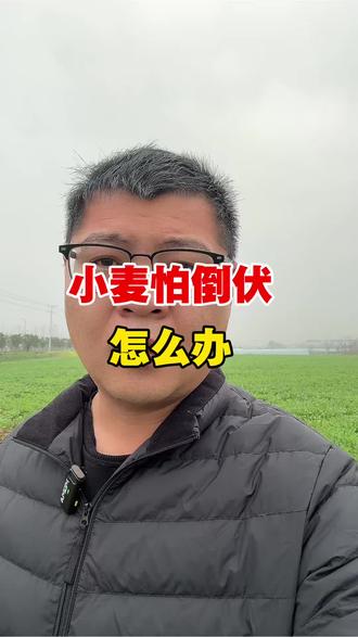 小麦怕倒伏怎么办? #三农 #小麦 #农作物农技110 #农业种植