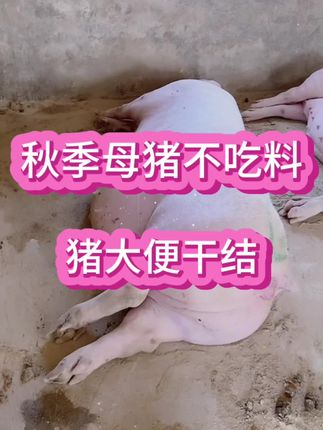 #养猪#所有养猪人 #养猪人的日常生活