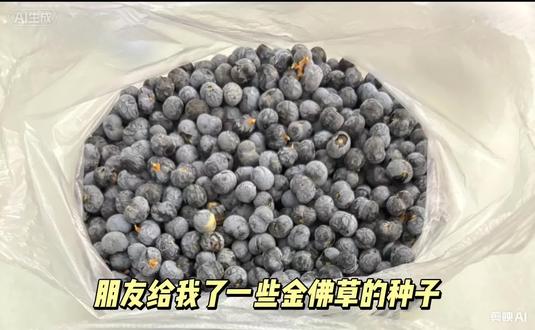 朋友送我一些金佛草种子,用手剥太费劲了。打蛋器都被我打废一个。于是想到一个棕榈树种子快速去皮方法,先把种子在水里泡一会,准备一个空瓶子,一把无患子或者一把砂石或者沙子都可以。一起放进瓶子里,使劲的晃动,没事就晃,我是连续晃了15分钟,累了就稍微停一下,居然成功了。晃的时间越久去皮效果越好哦#棕榈树籽手串 #金佛草菩提手串 #绿化带文玩 #万物皆可盘