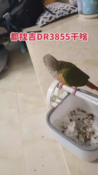 #吉DR3855忽然就火了