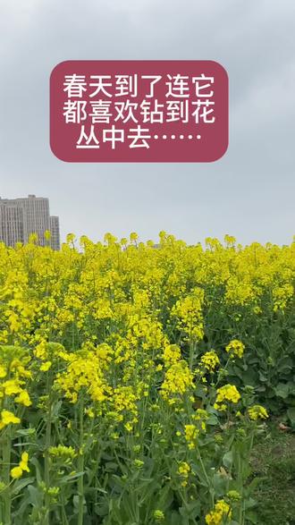 你以为他是一次性的?那你就错了哦#油菜花 #纸飞机 #无人机 #飞行器 #航模