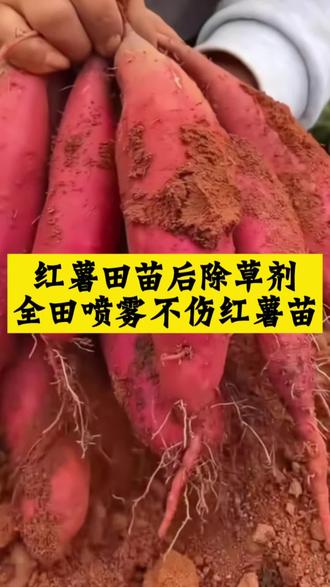 红薯地苗后除草剂 #红薯苗后除草剂全田喷雾不伤红薯苗#红薯除草剂除草彻底不伤作物