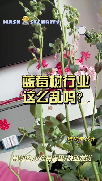 本想一劳永逸,没成想货不对版
蓝莓树行业这么乱吗?
#蓝莓树 #良心商家 #快递行业 #自乐一下想唱就唱 #蓝莓