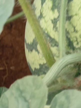 驱鸟剂