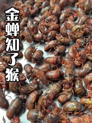 #金蝉 #知了猴 #爬叉 #源头好货 #质量好又实惠