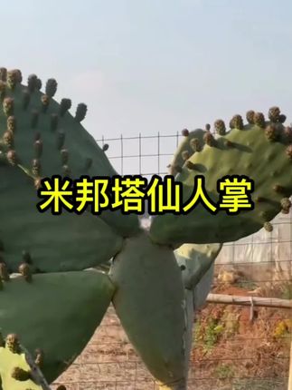米邦塔食用仙人掌外敷嫁接美容灌肤盆栽多肉种植露天无刺仙人掌#米邦塔仙人掌 #家庭种植 #仙人掌种植