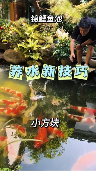 鱼池简单养水 #鱼池水质净化 #鱼池过滤技巧
这个鱼池过滤池很小,养水简单养
#锦鲤 #锦鲤怎么养才能养好 #养锦鲤的技巧和方法
@DOU+小助手 @DOU+上热门 @抖音小助手 @抖音作者助手