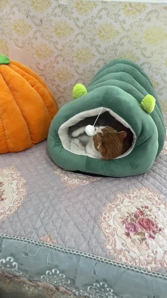 被坏人吓成抑郁症并留下深刻阴影的二白和三百,一个躲在窝里不肯出来,一个躲在床头柜里,怎么互动也不管用,美食更是没有诱惑力,救回家快两年了,一直是这个样子,大概它们的意识里只剩对人类的恐惧。#多猫家庭 #猫咪日常 #流浪猫变家猫 #善待动物就是善待我们人类自己