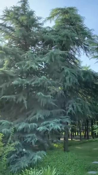 松树是中国最主要的行道木之一
在这里我介绍了松树的繁殖,开花,不同的生存策略
#上热门 #自然 #独处 #知识 #上热门抖音小助手 @DOU+小助手