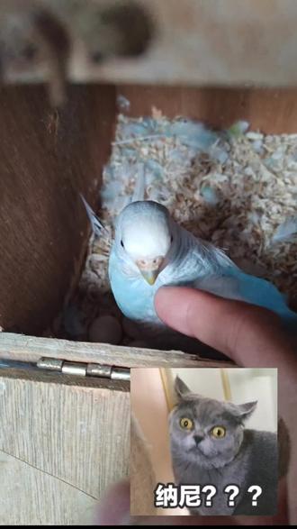 过完年回家一看窝窝居然…#虎皮鹦鹉#下蛋#萌宠