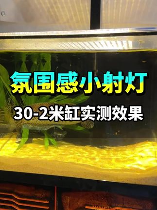 30-2米缸氛围感小射灯照射效果实测,无论是喝茶赏鱼还是夜灯照明氛围感都是满满的#鱼缸灯 #鱼缸里的大自然 #水族爱好者 #观赏鱼 #新手养鱼