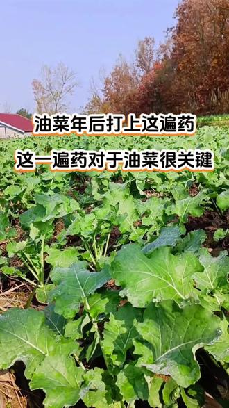 油菜年后后这遍药,应该怎么打,#油菜种植技术 #油菜病虫害防治 #油菜控旺 #油菜开春这遍药