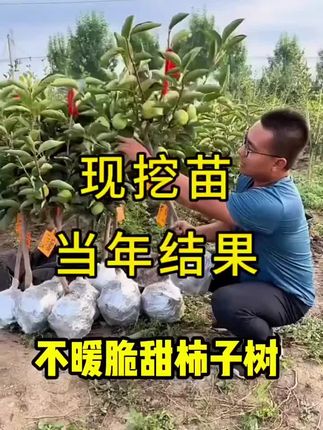 【正宗脆甜柿子苗】太秋甜柿果树苗庭院植物盆栽地栽四季种植