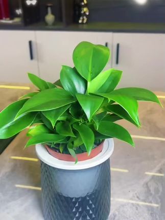 #盘载绿植 #大叶金钻绿公主盆栽 #绿植盆栽 #爱生活爱养花