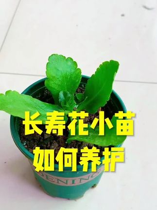 长寿花小苗如何养护? #爱生活爱养花 #长寿花 #扦插#一起养花#养花小知识