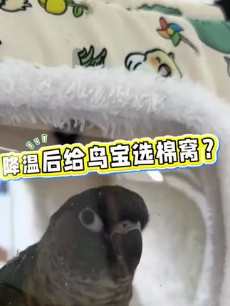 天气冷了,赶紧给你家的鹦鹉准备一个棉窝吧,可以内挂也可以外挂,出门携带也方便!#鹦鹉 #鹦鹉棉窝 #鸟窝 #手养鹦鹉 #手养鸟