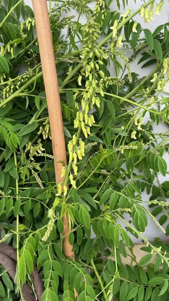 马路边的,乍一看以为它是黄芪,细看才发现是苦参#苦参#云南苦参#倪海厦#倪海厦苦参#苦参倪海厦