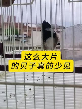 贝子红子专用面食,营养搭配均衡不单一,粉质细腻鸟的适口性非常好,鸟吃了状态好羽毛亮丽#养鸟 #贝子鸟 #贝子鸟食 #好物推荐 #人工繁殖丝雀