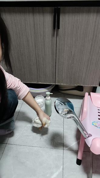 小鸡仔洗澡了,香喷喷#毛孩子 #宠物vlog