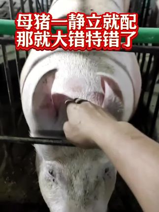 母猪一静立就配,那就大错特错了#养猪#母猪#仔猪