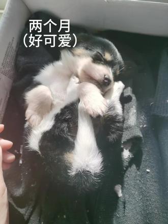 串串狗的蜕变#比格犬 #边牧宝宝