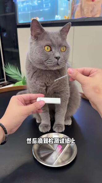 猫狗狂犬病毒Rabies一项检测抗原检测卡宠物精准筛查宠物医院同款#猫狗狂犬病毒检测卡 #宠物狂犬病检测试纸 #抗原检测卡 #宠物用品 #养宠必备