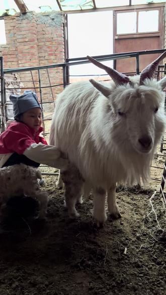 早上雪糕跟着羊群上山了,大约两小时左右羊倌打来电话说雪糕回去了,可能是要下羔,我和朵朵从家出发去接她,回到家等了一会她没动静,我们就去另一块草场看其他羊了,等回来就看见她已经下出来了,昨天有一只羊妈妈生了双胞胎,但是只要一只,没办法给我们雪糕了,没想到雪糕竟然无条件的接受了这只没人要的小羊羔儿
#锡林郭勒 #溜达羊 #每一个生命都值得呵护 #牧区日常 #羊宠物