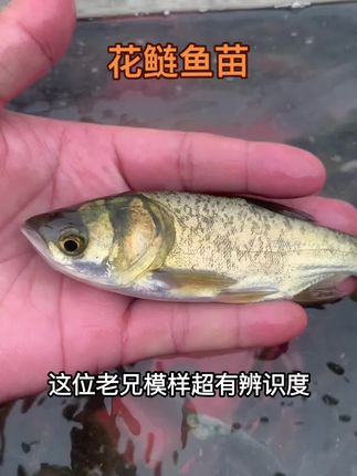 大头仔,花鲢鱼苗!#水产人 #新农人计划 #三农 #花鲢鱼苗
