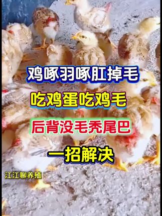 鸡啄羽啄肛秃尾巴,吃鸡蛋吃鸡毛,异食癖#农村散养土鸡 #养鸡 #生态散养土鸡 #科学养鸡 #鸡啄羽啄肛
