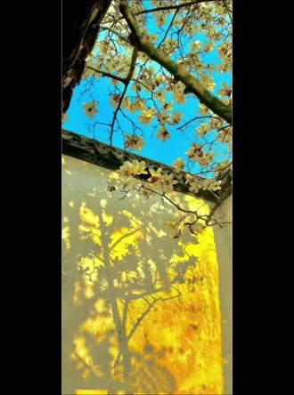 #橹穆#甜到爆表 #甜宠文 新音纪录片出来了,防止大家积食