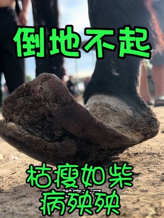 枯瘦如柴、瘫地不起! 毛驴四不平八不稳,全身枯瘦脚背着地站不稳,裹脚严重受尽折磨,卧地修脚铲除卷蹄,修完后真舒服!#三农 #创作者扶持计划 #农村生活 #毛驴修蹄 #新农人计划