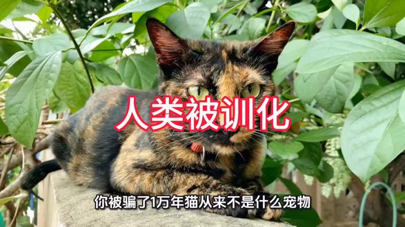 猫和人类的关系能追溯到一万年前,在这一万年的关系里, 人类和猫到底谁才是被驯化的那个?#神奇动物在抖音 #科普 #科普一下 #知识前沿派对
