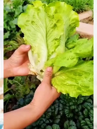 #意大利生菜#生菜种子#生菜种植#蔬菜种植