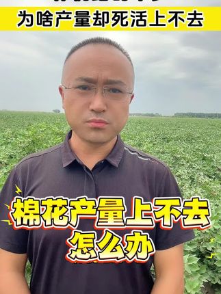 棉桃结的不少,采收时产量还是上不去,问题还是出在单铃重上,所以想高产铃重才是关键!#五行山棉桃膨大营养液 #种植小技巧 #新疆棉花