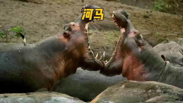 河马河中之马。#河马 #动物的迷惑行为