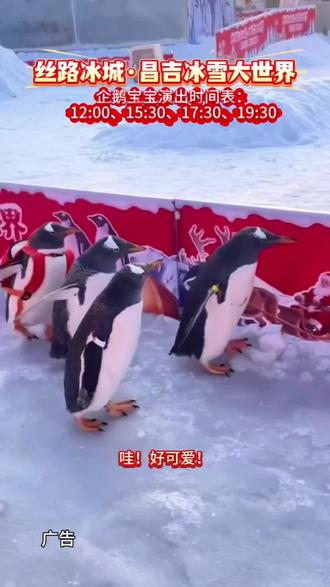 好消息!昌吉冰雪大世界每天都有四场企鹅见面时刻!中午12点第一场,下午3点半第二场,傍晚5点半第三场,晚上7点半还有最终场!每个时段你都能看到这些可爱的小家伙们摇摆走路、甚至和饲养员互动喂食的精彩场面。#昌吉冰雪大世界#企鹅 #新疆#萌趣 #假期游玩