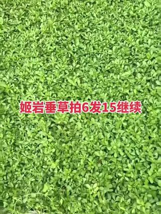 姬岩垂草批发#姬岩垂草方盘 #农业种植 #草坪草皮 #园林景观工程
