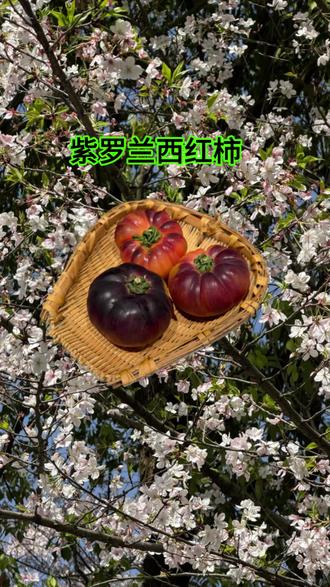 #紫罗兰番茄 意想不到的美食,你吃过吗?紫罗兰西红柿,紫罗兰番茄。#翠翠家 #紫罗兰西红柿 紫色西红柿,紫色番茄。#川天契 #川天契美食 湘菜,湘西特色美食。