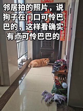 小孩出去的时候不小心把狗子锁在门外面了,还好邻居拍了个照片,回家的一瞬间狗子开心的要起飞了#养狗的乐趣 #毛孩子的日常 #家有中华田园犬