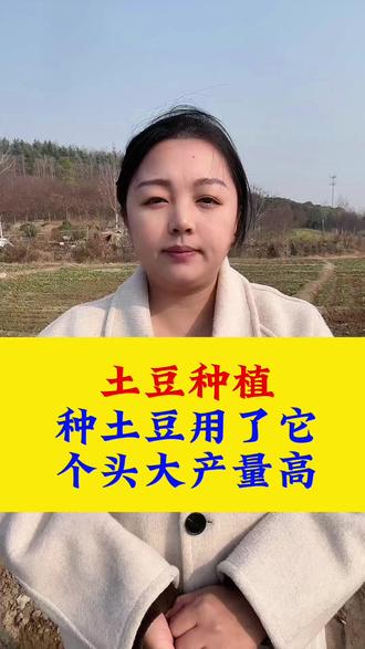 土豆种植,种土豆的时候用了它,土豆长的又大又好#三农种植 #三农 #土豆 #土豆种植 #土豆高产