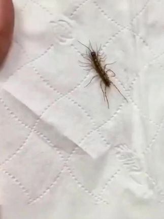 这个就是钱串子,学名油盐,也叫草鞋底墙串子,如果被油盐咬伤,可导致皮肤过敏、红肿,具有较强的繁殖能力和寿命长。想要彻底消灭油盐,可以使用这款油盐杀虫剂,喷洒在虫子出现和躲藏的地方,消灭虫子与虫卵,孕婴宠家庭都可以用。#好物推荐🔥 #蚰蜒杀虫剂 #蚰蜒药