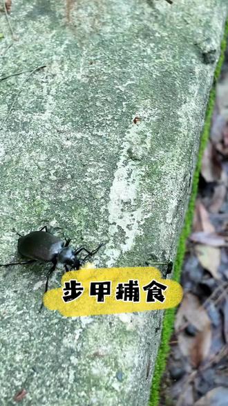 恰好碰见,步甲对毛毛虫掏心掏肺#户外自然探险发现 #初夏的味道你感受到了吗 #Landa说虫#昆虫世界#甲虫