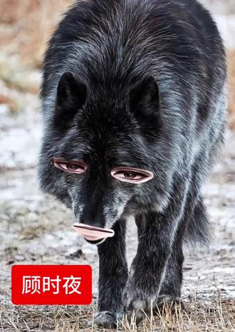 动物塑原来是这样的吗🤨
鱿鱼丝😋#易遇#抽象