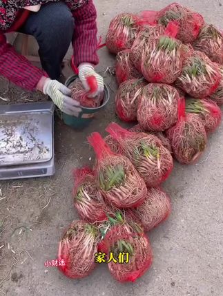 #现挖现发韭菜根#韭菜种植#独根红韭菜根#自家种植